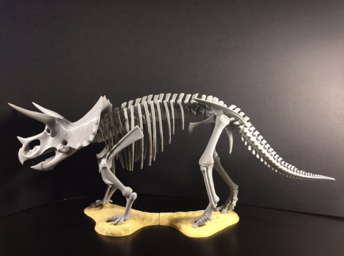 Triceratops-prorsus-Skeleton-by-rowiac-Thingiverse