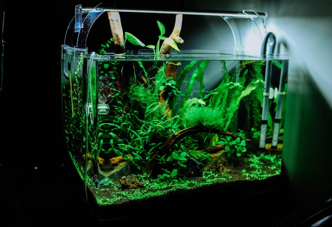 8 examples of 3D printed aquarium parts from Instgram (listicle)