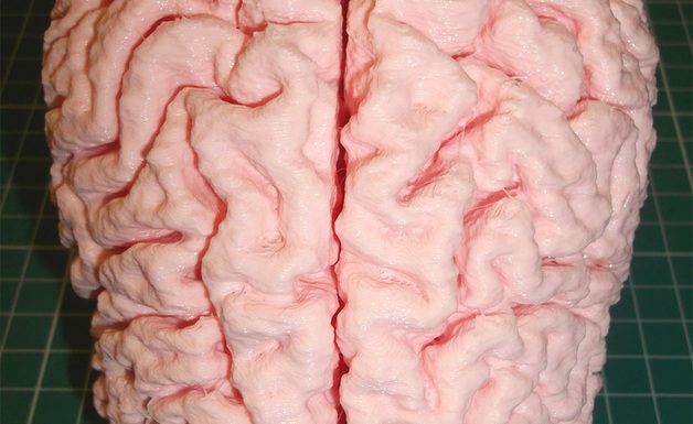 The 3D Printed Brain: Everything You Need To Know 3d printed brain example