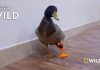 3D Printed Duck Prosthetic Foot: Insane! duck prosthetic