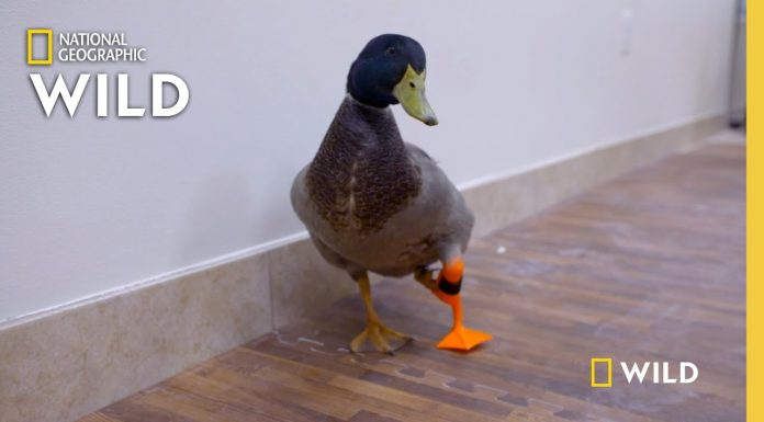 3D Printed Duck Prosthetic Foot: Insane! duck prosthetic